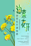 油菜花
