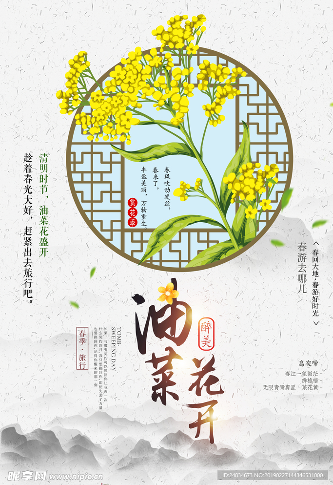 油菜花