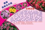 宣传彩页