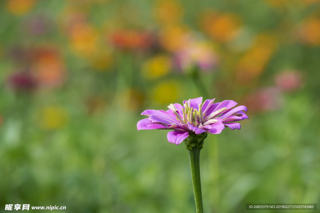 大金鸡菊