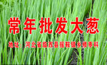 常年批发大葱名片