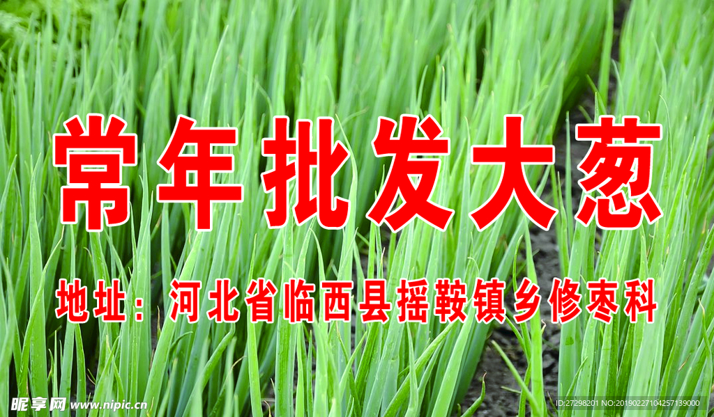 常年批发大葱名片