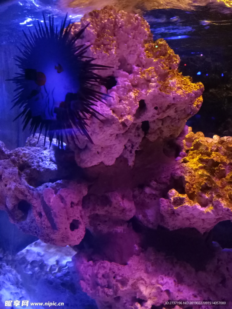 珊瑚礁
