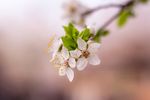 唯美桃花壁纸