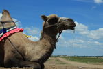 草原 蒙古包  骆驼