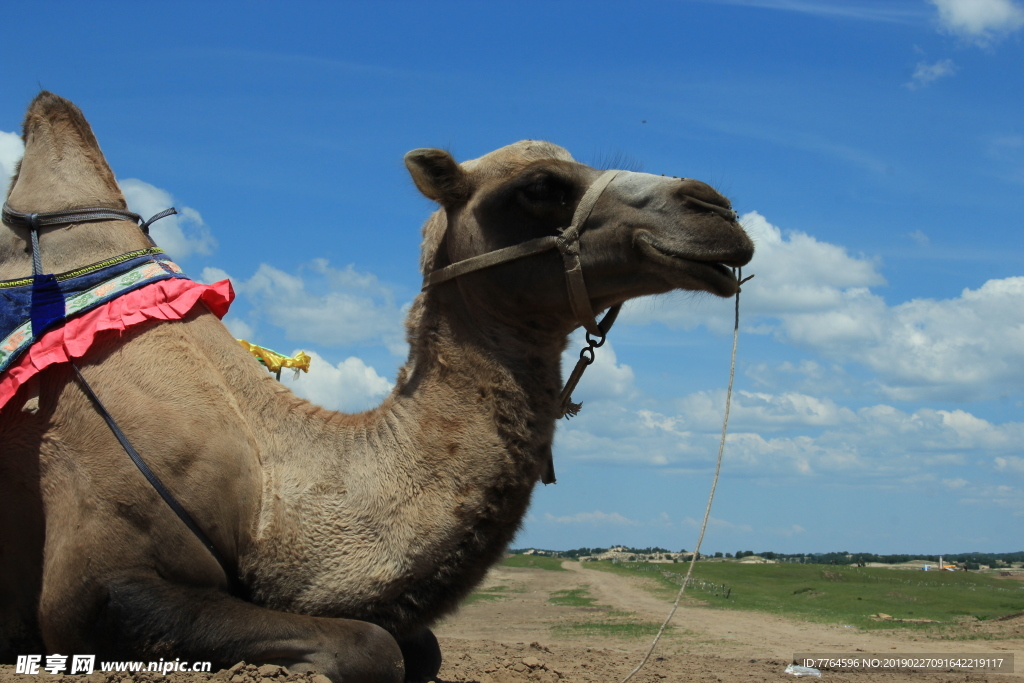 草原 蒙古包  骆驼