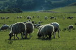 草原 蒙古包 羊群