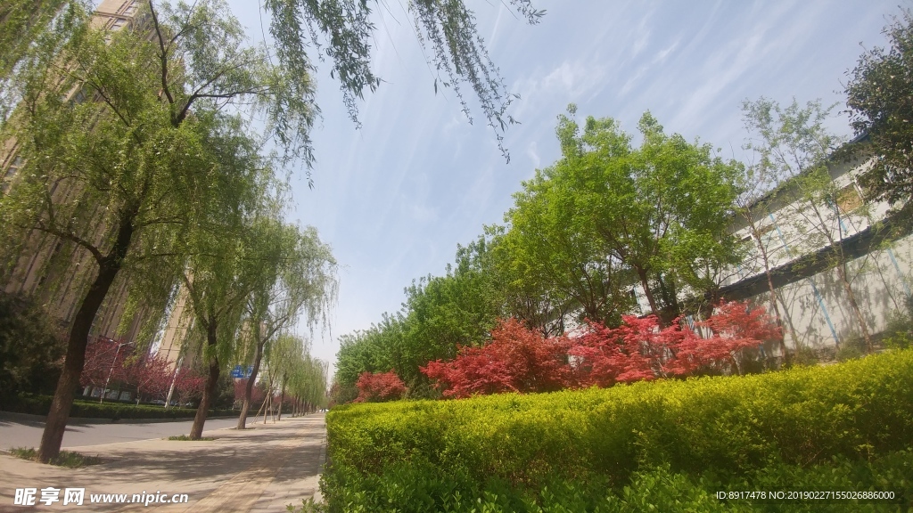 绿树