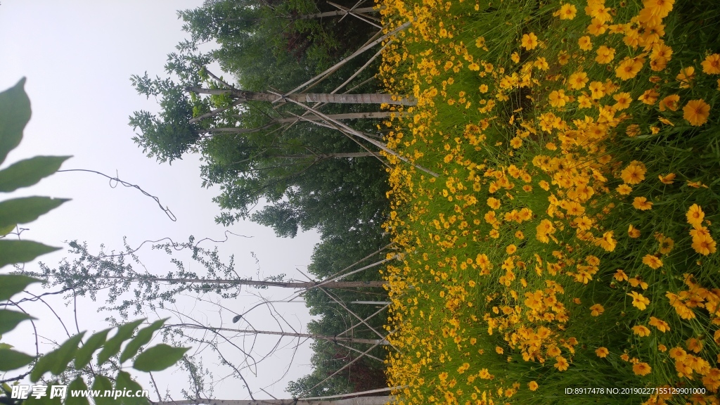 小黄花