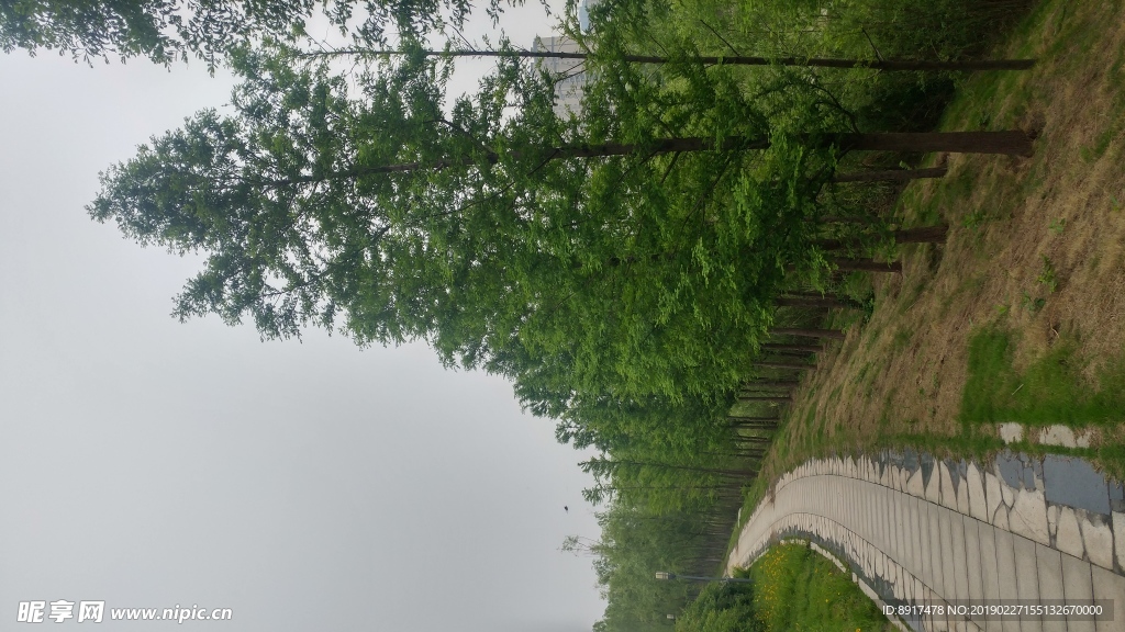 树林
