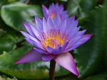 紫色莲花
