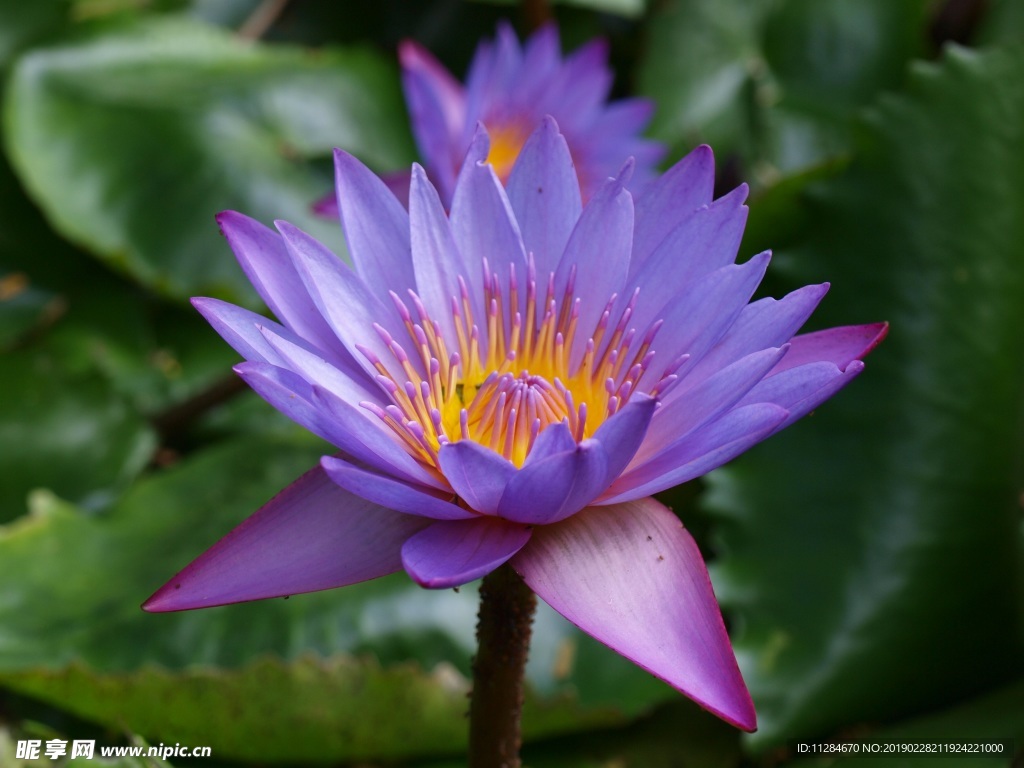 紫色莲花