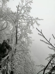 雪雾松