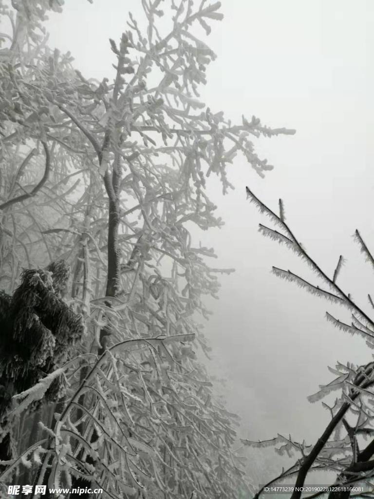 雪雾松
