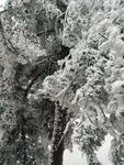 雪雾松