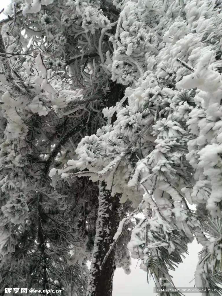 雪雾松