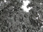雪松