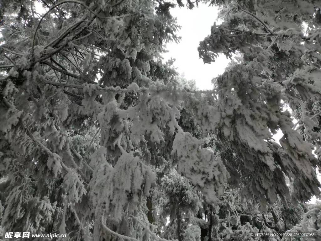 雪松