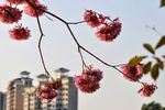 粉花风铃木