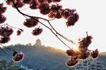 粉花风铃木