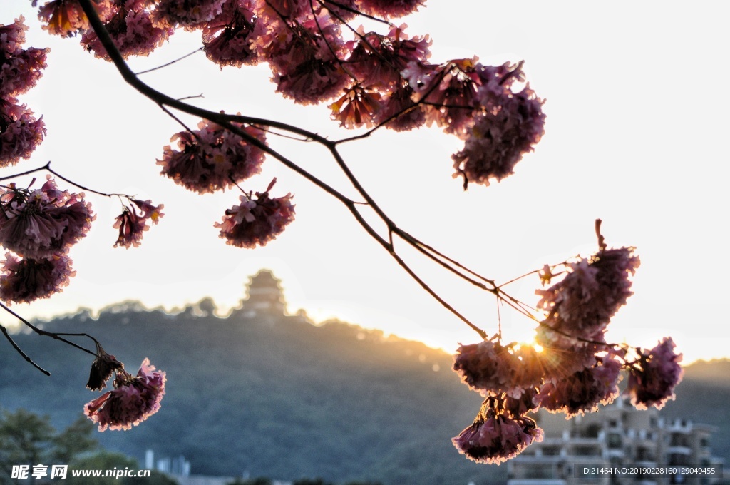 粉花风铃木