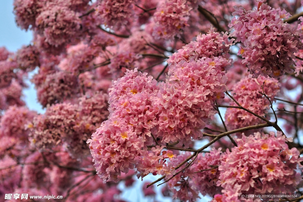 粉花风铃木