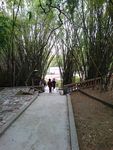 林阴道
