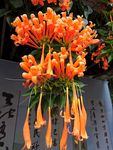 鞭炮花
