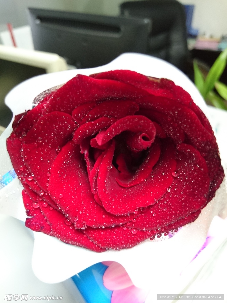 玫瑰花