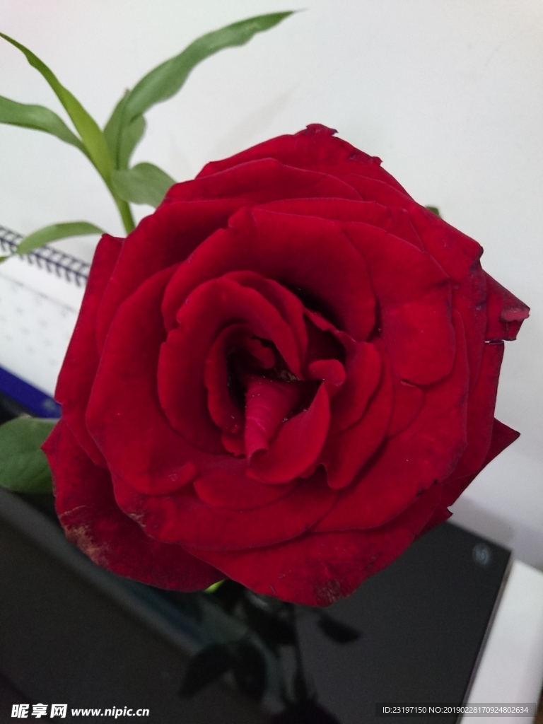 玫瑰花