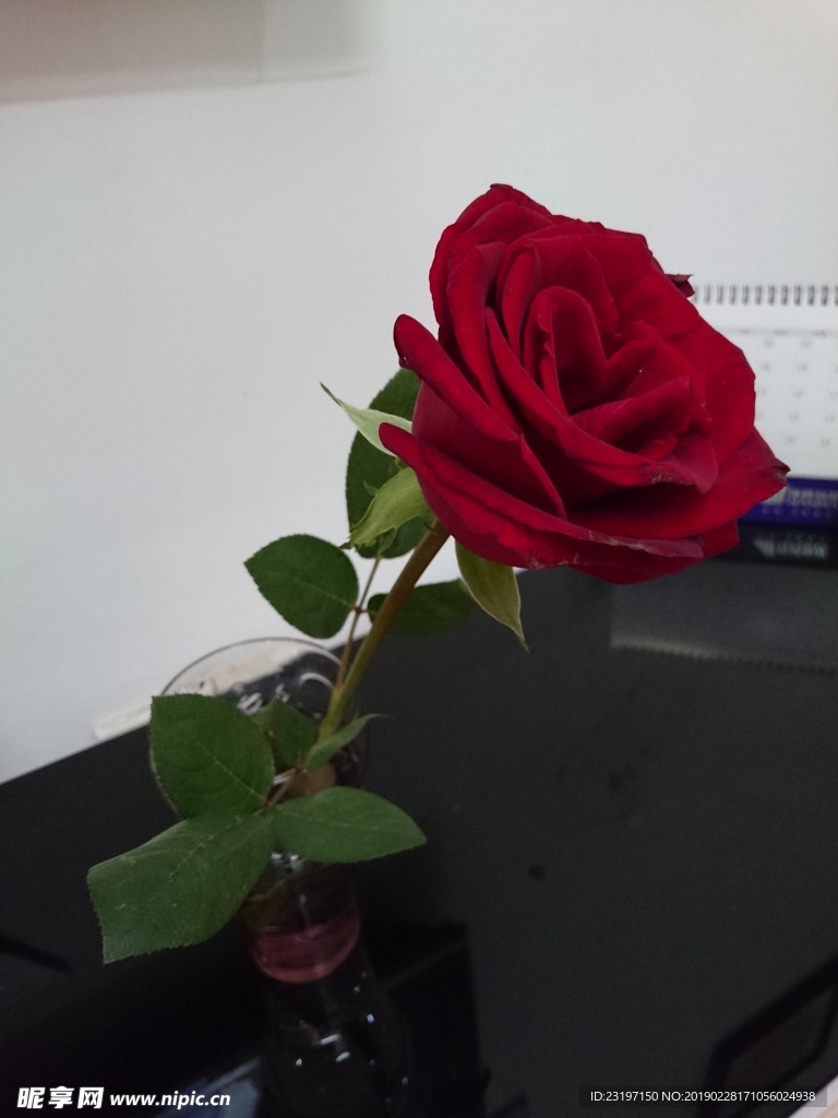 玫瑰花