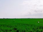 海南绿色稻田·蓝色天空