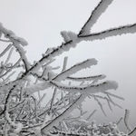 仙女山雪景 树枝丫积雪