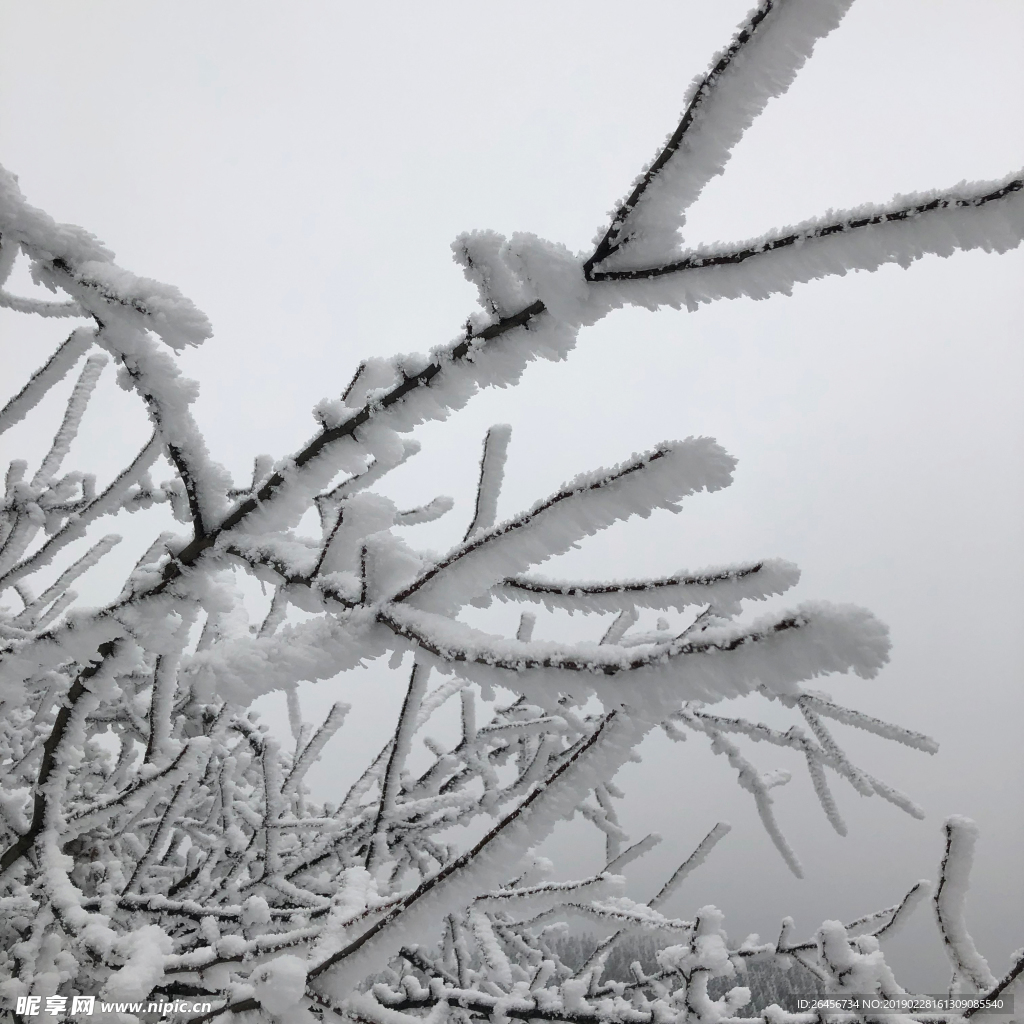 仙女山雪景 树枝丫积雪