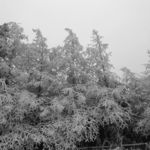 仙女山雪景 树积雪