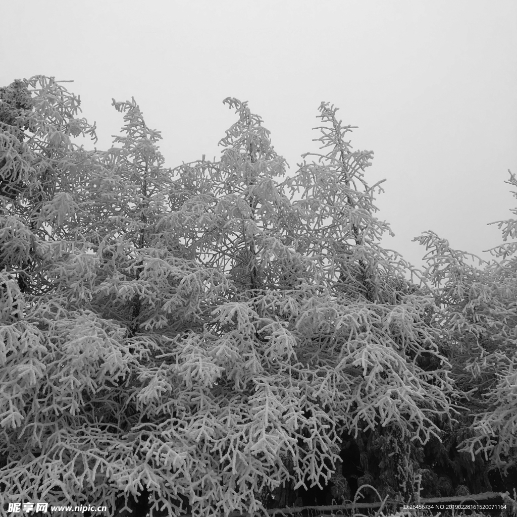 仙女山雪景 树积雪
