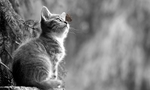 猫仰头
