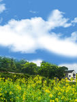 油菜花