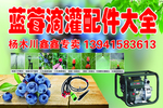 蓝莓