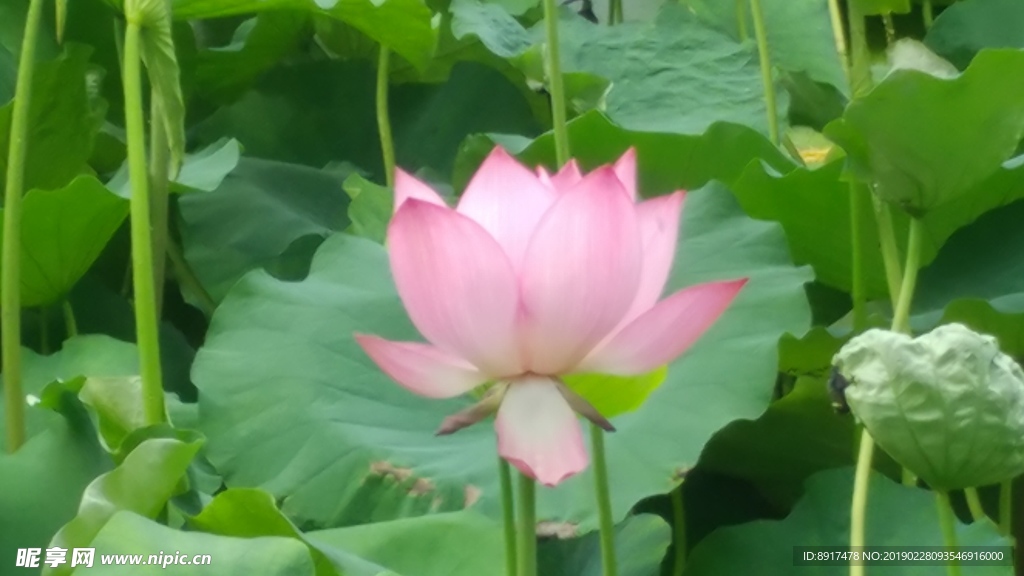 荷塘