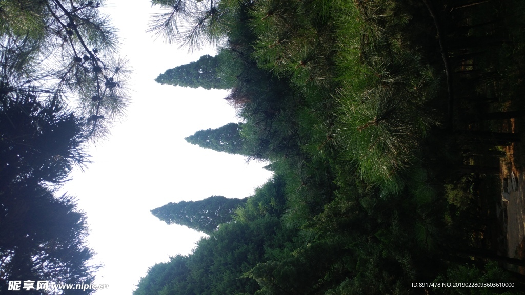 松树