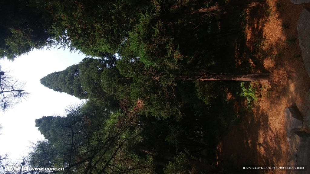 松树