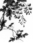 花鸟