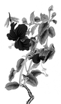 蜻蜓花鸟