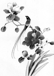 花鸟