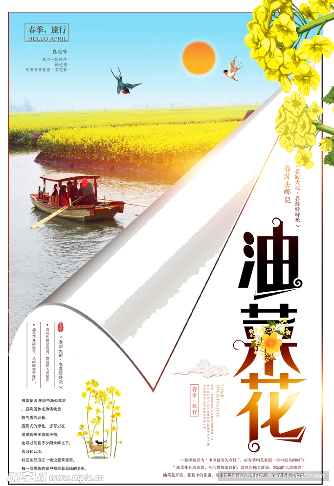 油菜花