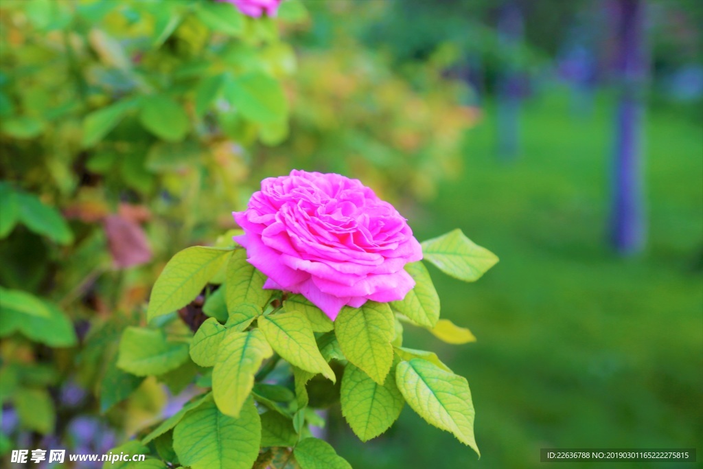 粉红色月季花