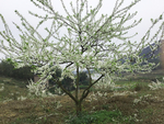 李花