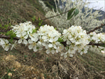 李花