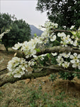 李花